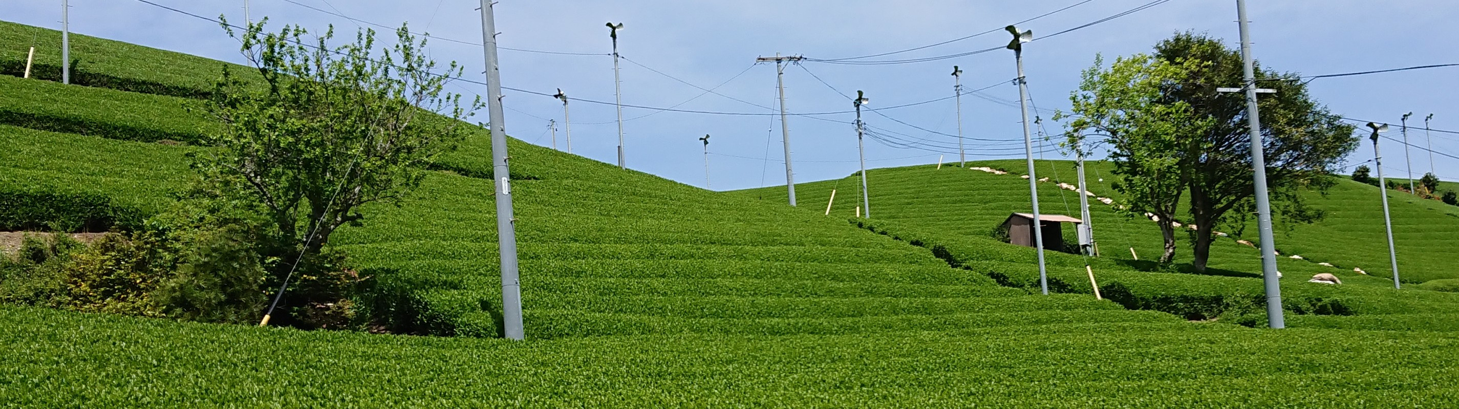 松野の深蒸し茶